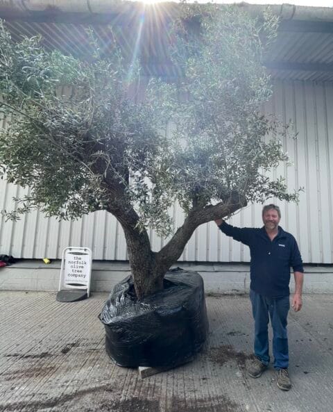 Large olive tree gnarled trunk with branches