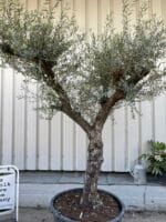 Tuscan pruned Olive tree