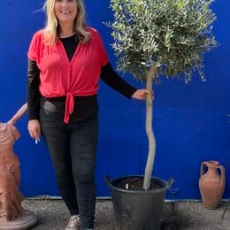 Patio Olive tree
