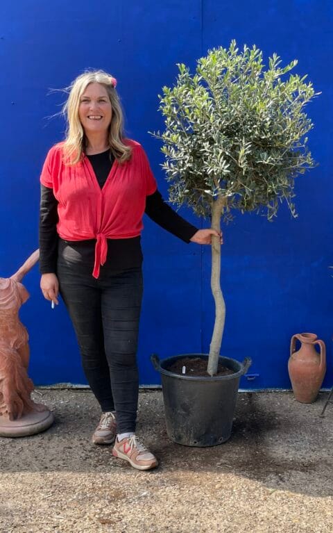 Patio Olive tree