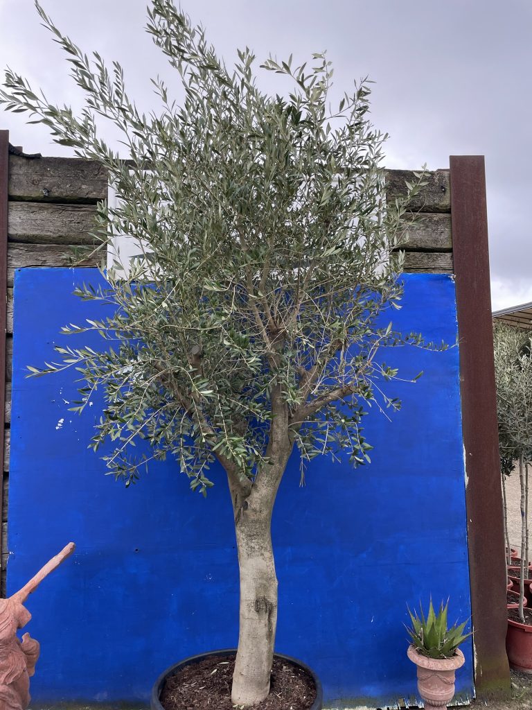 Mature Olive tree The Norfolk Olive Tree Company