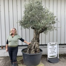 Tall gnarled Olive tree