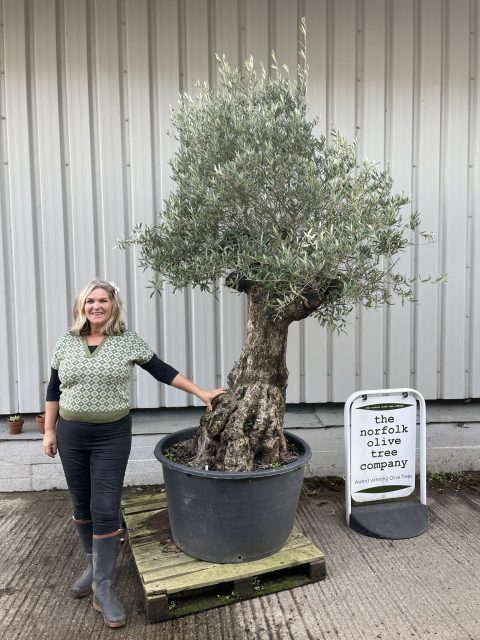 Tall gnarled Olive tree