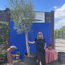 Multi-stem Olive tree