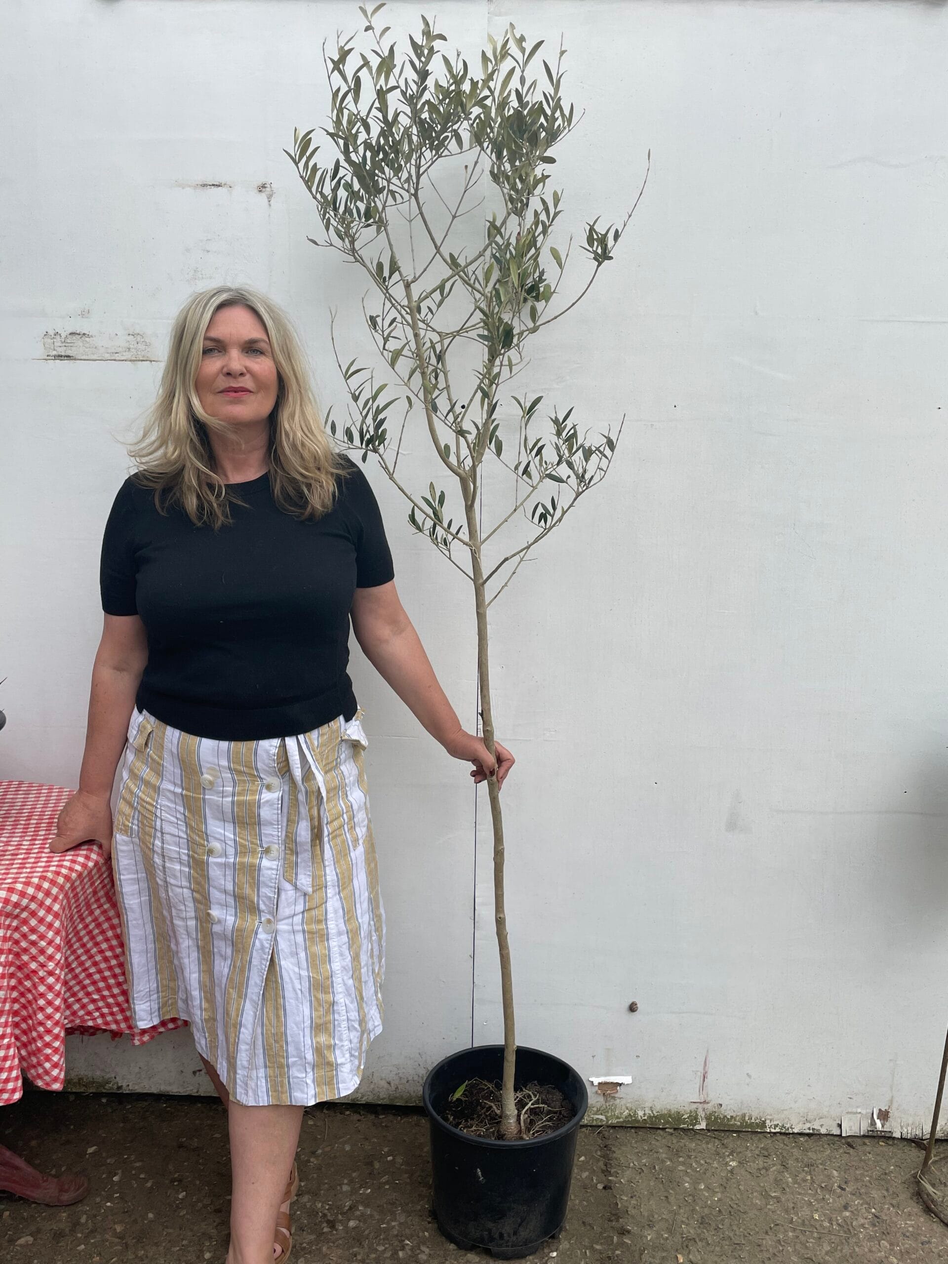 Norfolk grown Olive Tree free delivery The Norfolk Olive Tree Company