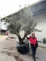 Large olive tree gnarled trunk with branches