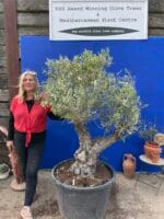 Olive tree with charm