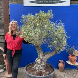 Olive tree with charm