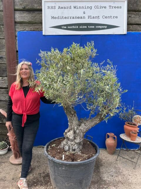 Olive tree with charm