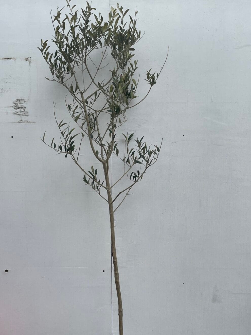 Norfolk grown Olive Tree free delivery The Norfolk Olive Tree Company