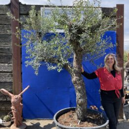 Tuscan pruned Olive tree