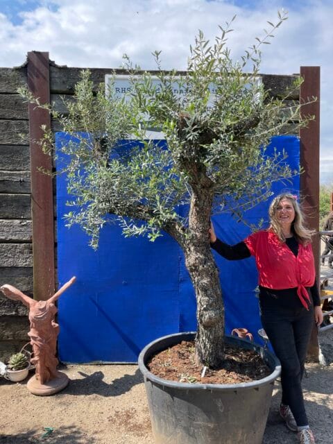 Tuscan pruned Olive tree