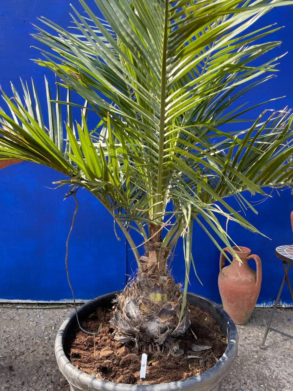 Chilean wine palm The Norfolk Olive Tree Company