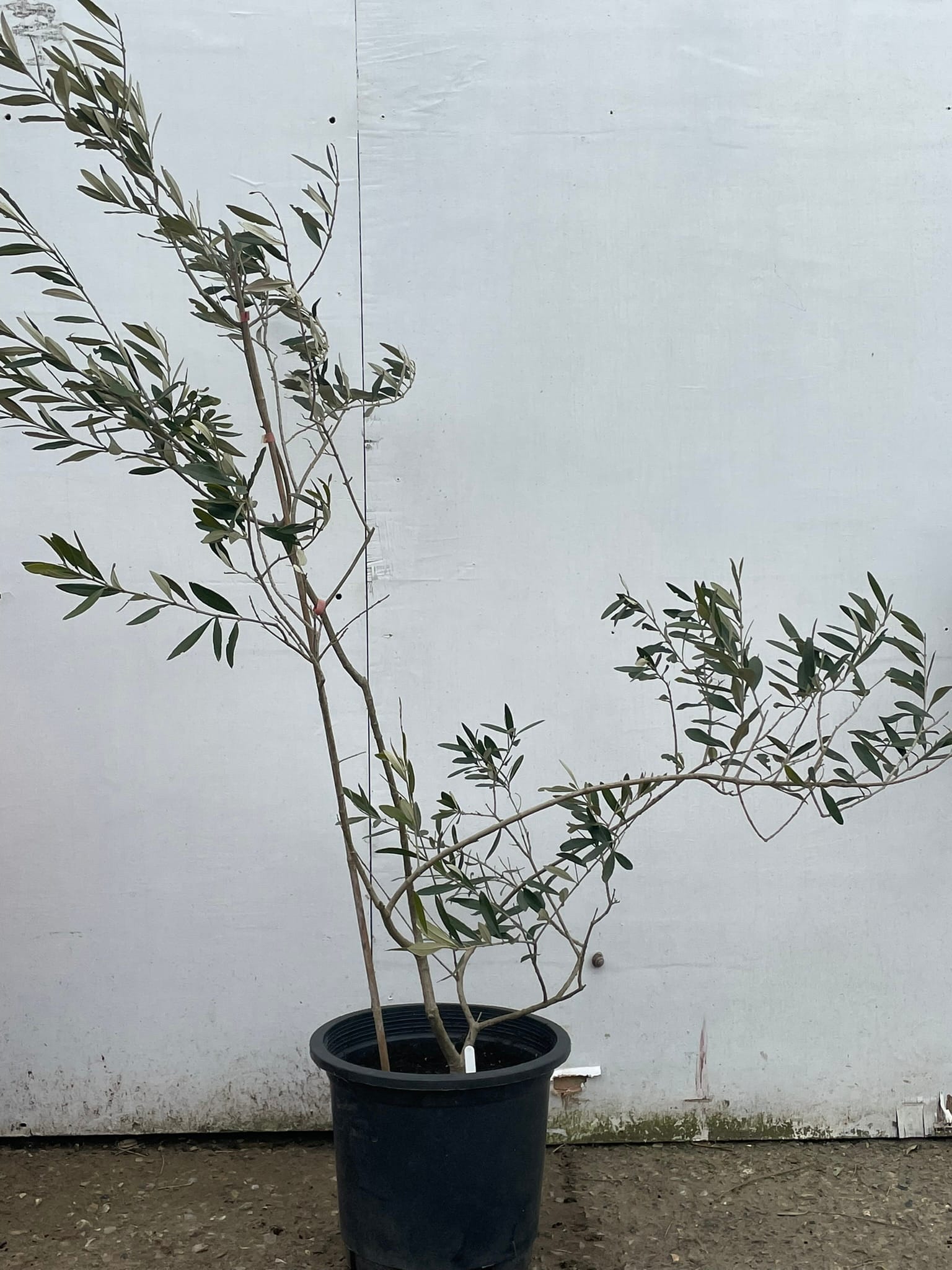 U.K grown Olive Tree free delivery The Norfolk Olive Tree Company