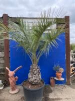 Butia Capitata