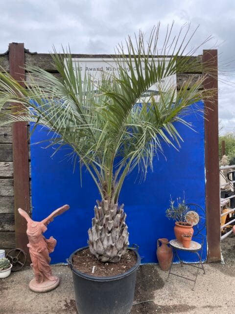 Butia Capitata