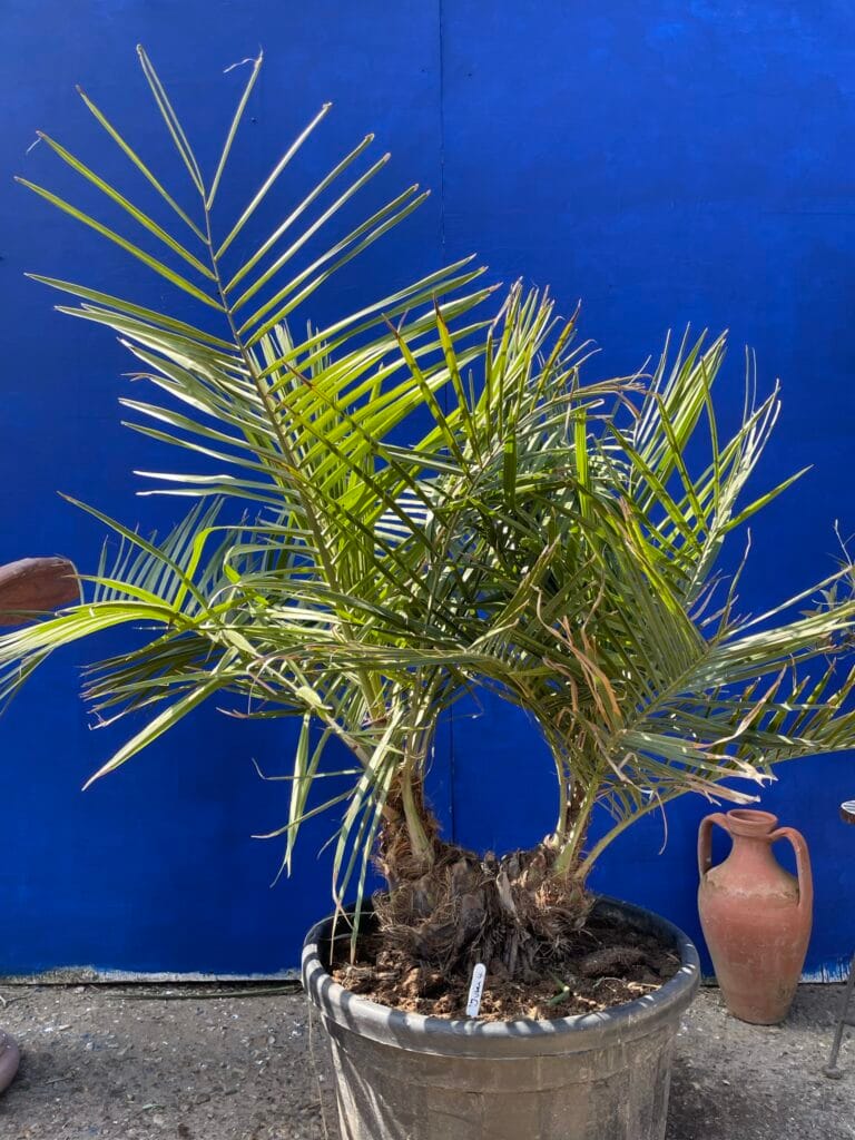 Chilean wine palm The Norfolk Olive Tree Company