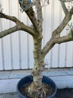 Topiary tree