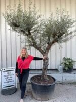 Tuscan pruned Olive tree