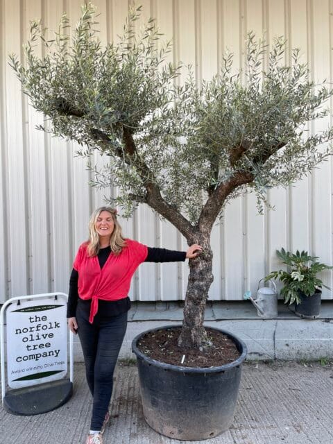 Tuscan pruned Olive tree
