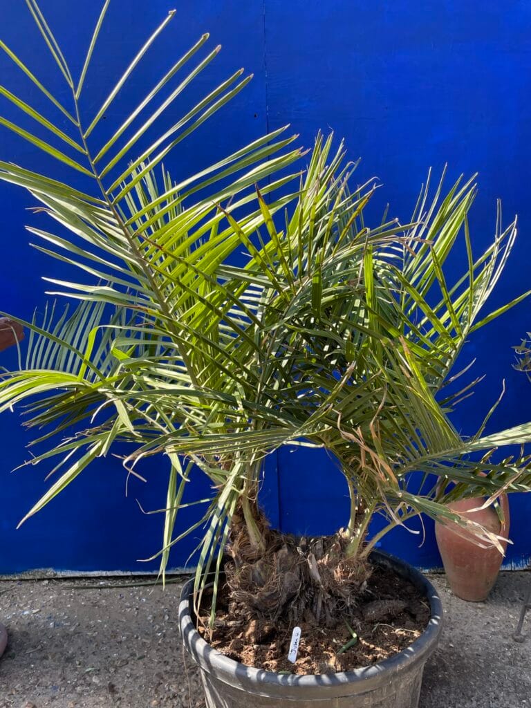 Chilean wine palm The Norfolk Olive Tree Company