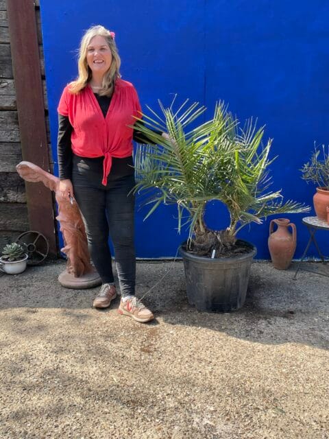 Chilean wine Palm