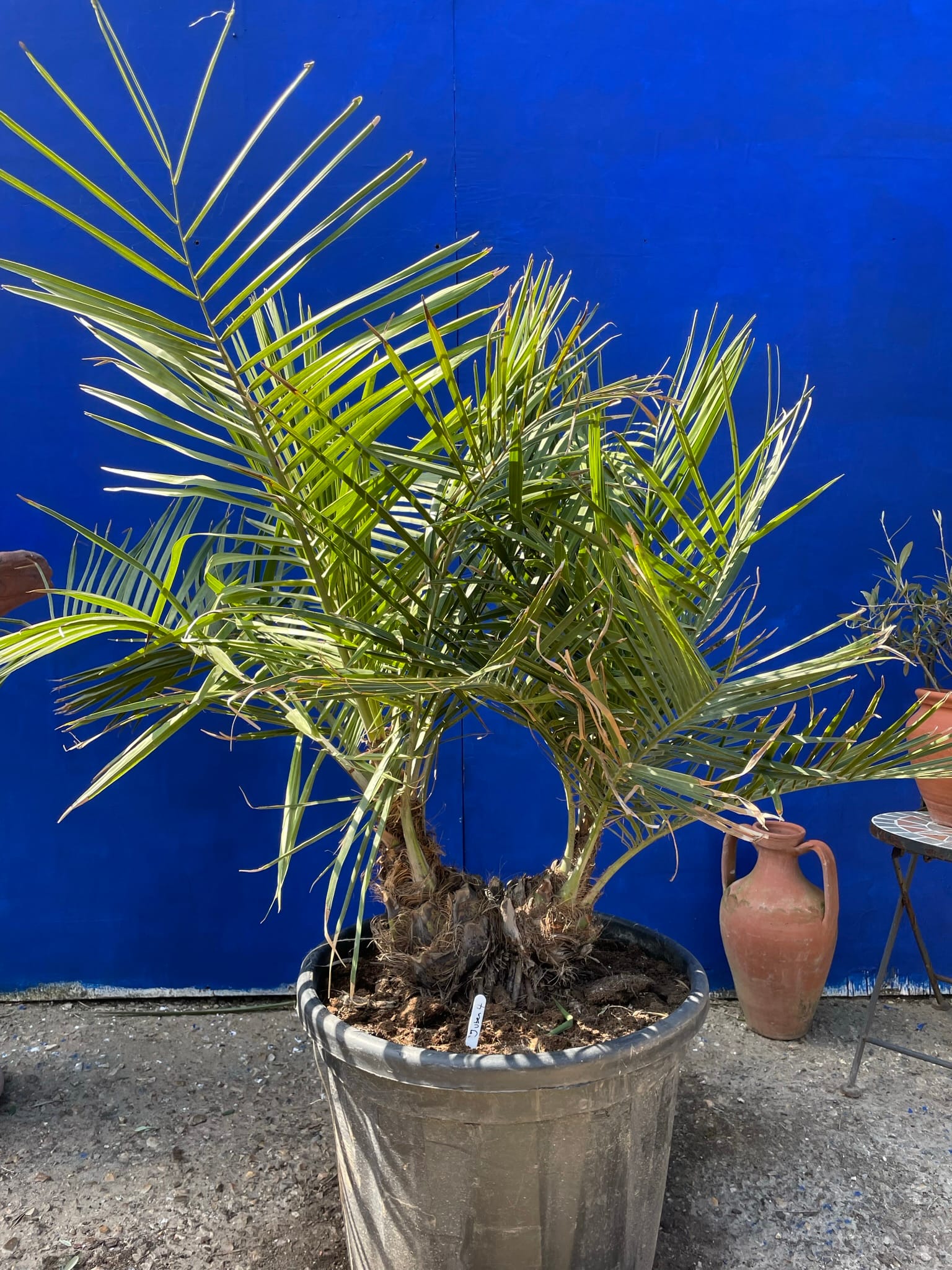 Chilean wine palm The Norfolk Olive Tree Company