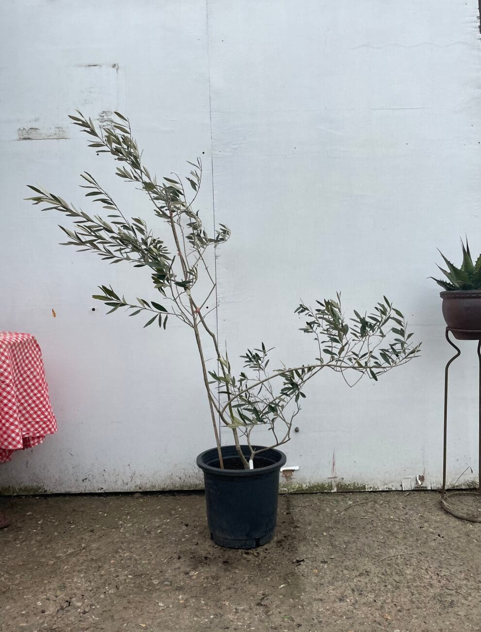 U.K grown Olive Tree free delivery The Norfolk Olive Tree Company
