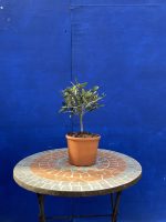 Bonsai Olive Tree