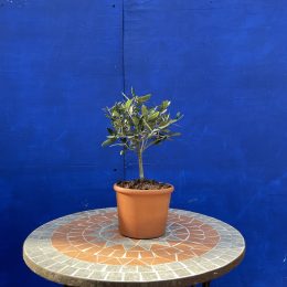 Bonsai Olive Tree