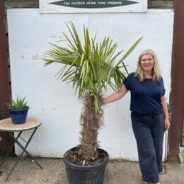 Trachycarpus Fortunei no 8