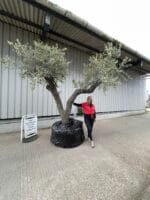 Large olive tree gnarled trunk with branches