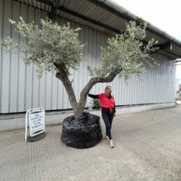 Large olive tree gnarled trunk with branches