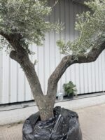 Large olive tree gnarled trunk with branches
