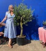 Tuscan pruned Olive Tree