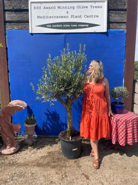 Tuscan pruned Olive Tree
