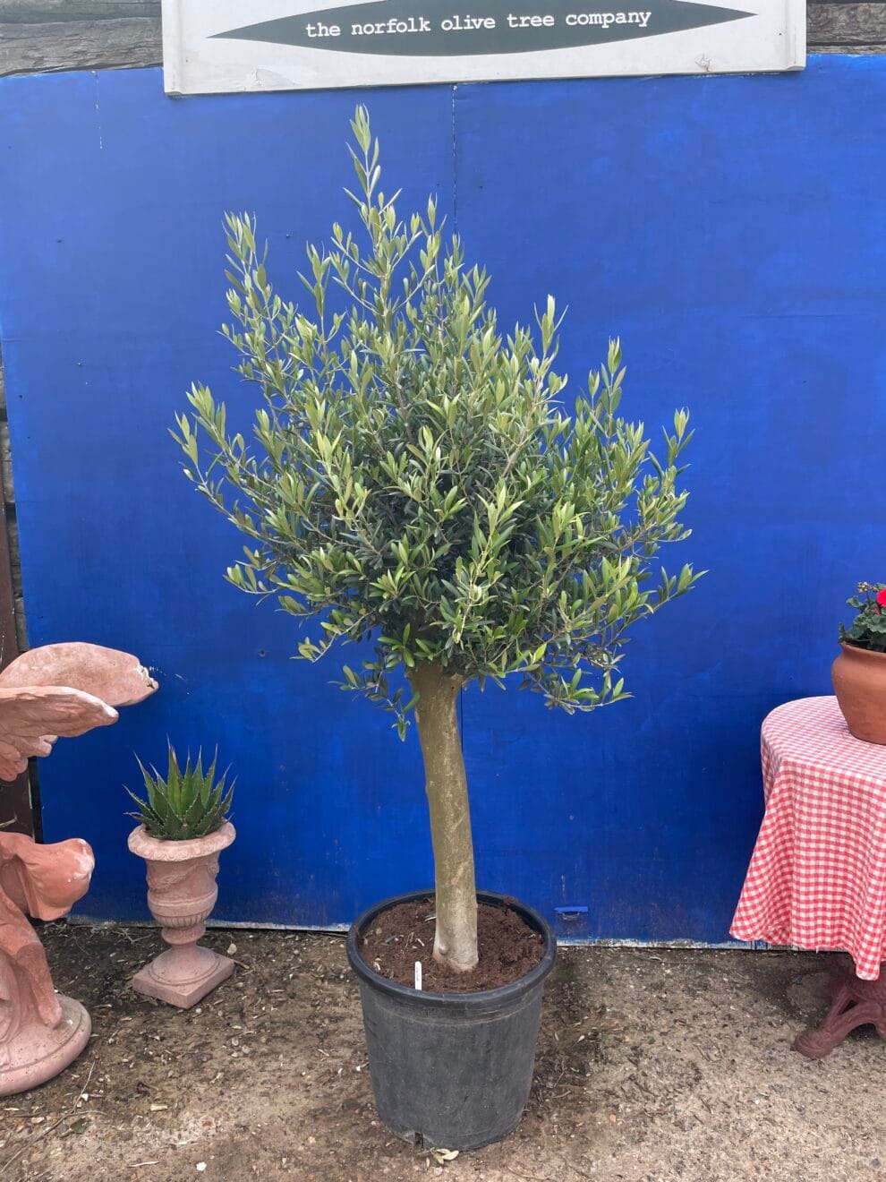 Arbequina Olive tree free delivery. The Norfolk Olive Tree Company