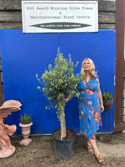 Arbequina Olive tree