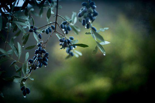 9 Amazing Facts About Olive Trees that Will Inspire You