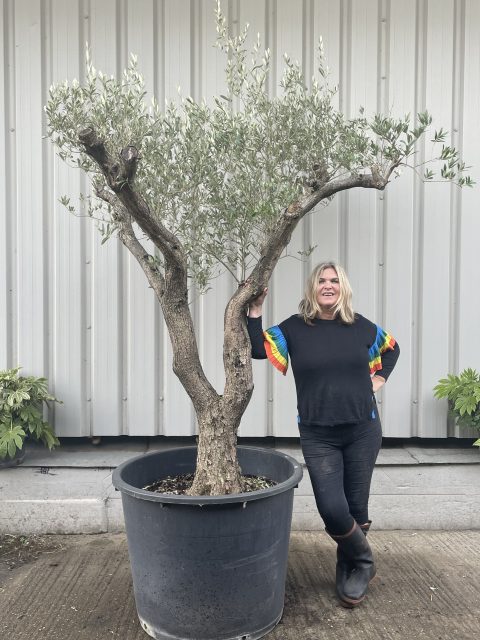 Branched Olive tree