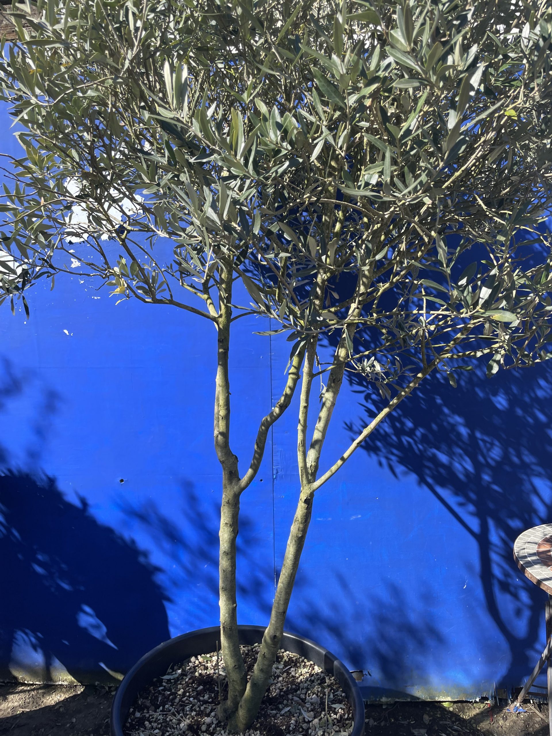 Italian Olive Tree for sale The Norfolk Olive Tree Company