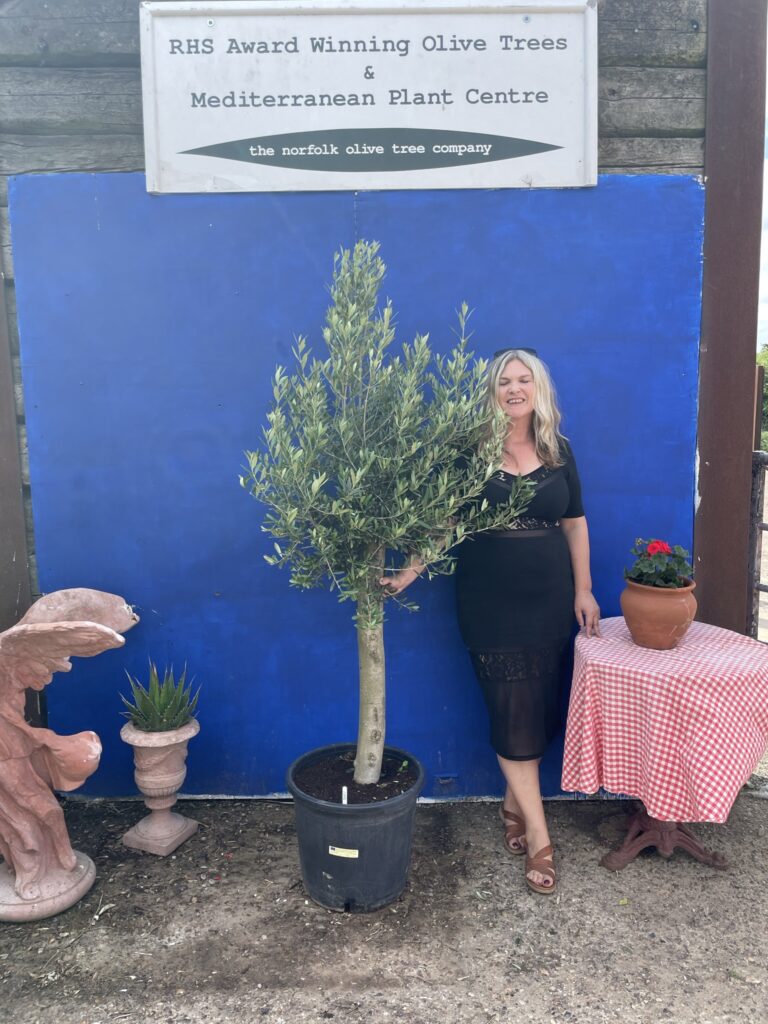 Patio olive tree 