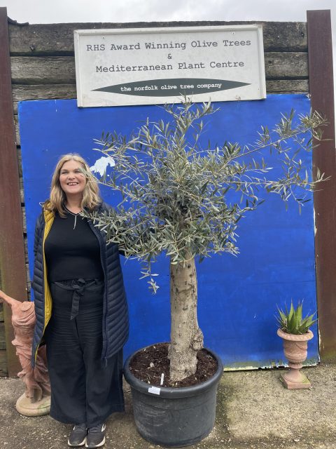 9ECC78F2-64CD-49D6-A4A2-079E67025B19 Gordal Olive tree