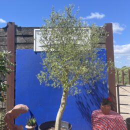 Multi stemmed Olive Tree