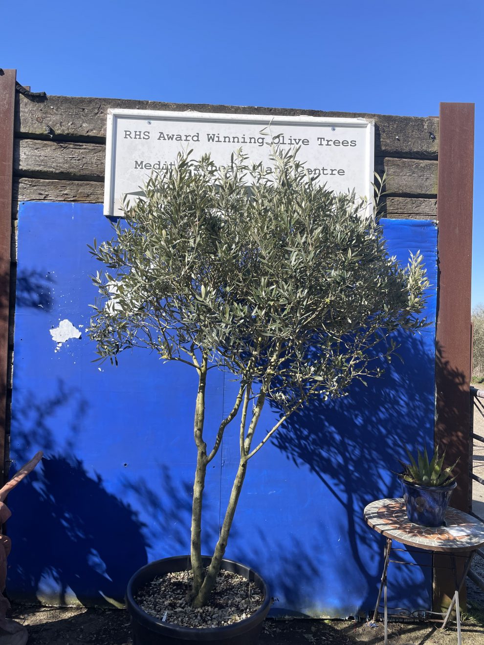 Italian Olive Tree for sale The Norfolk Olive Tree Company