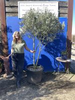Italian Olive Tree for sale