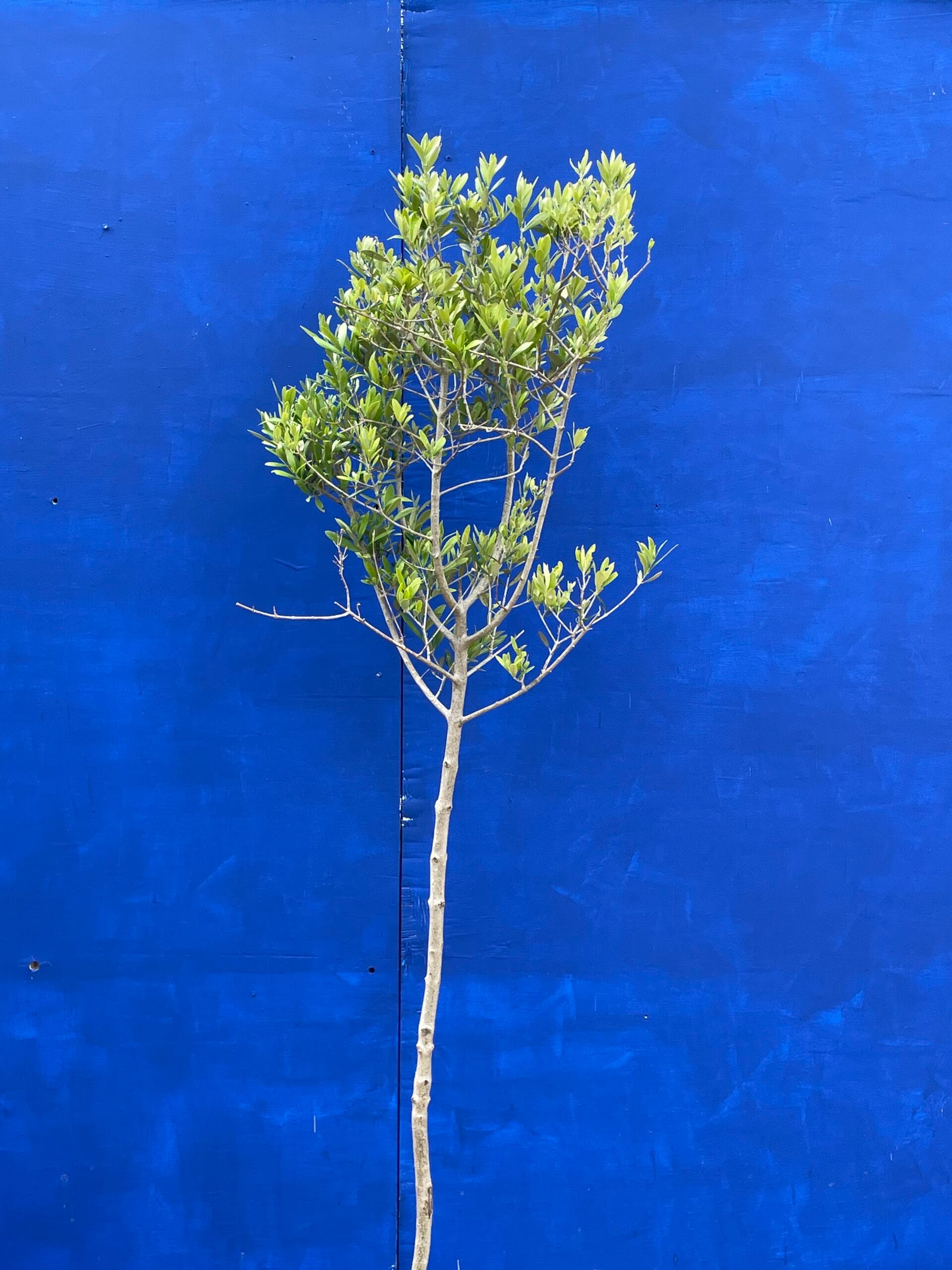 Norfolk grown Olive Tree free delivery The Norfolk Olive Tree Company