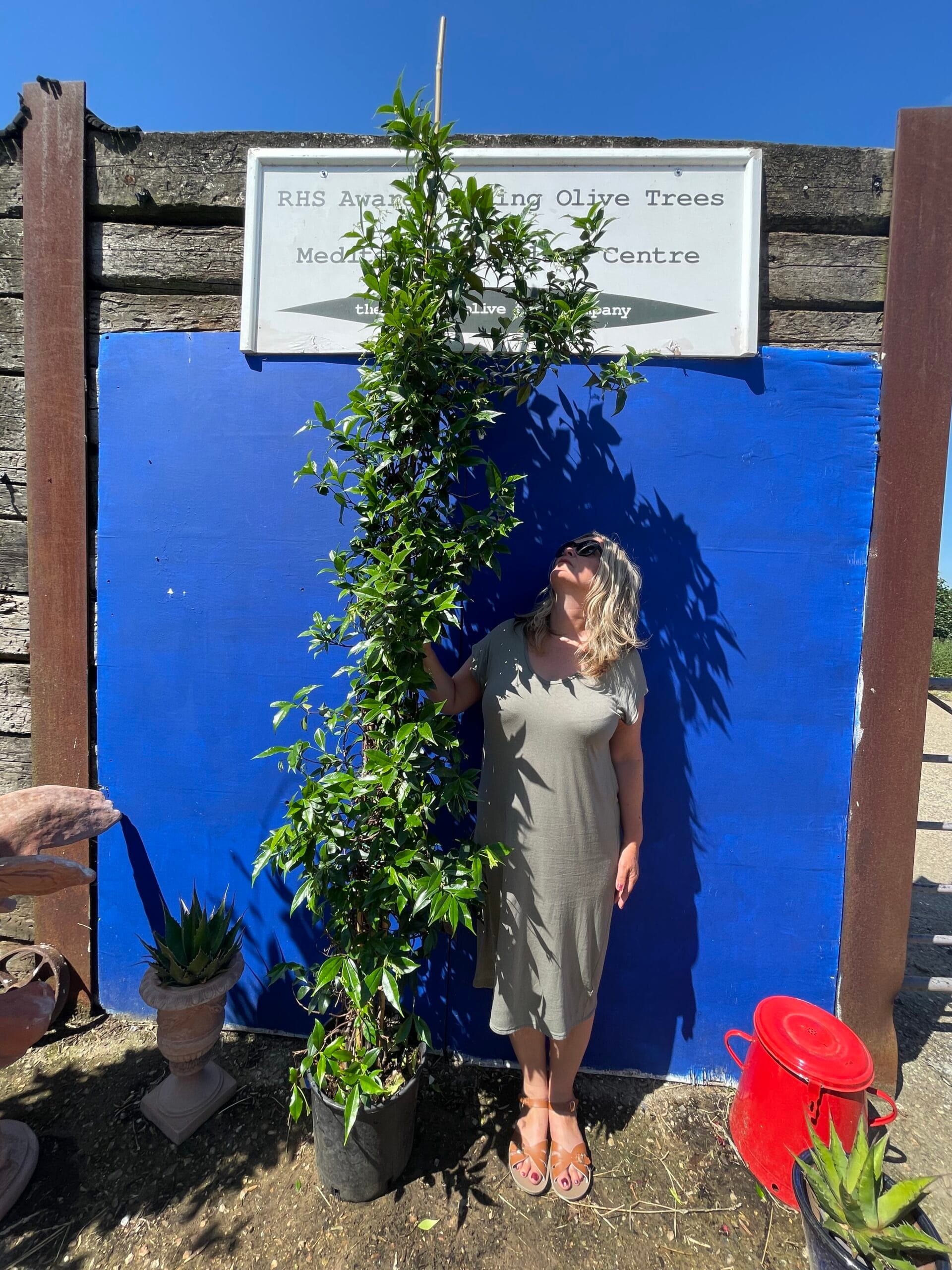 Evergreen Jasmine. Free delivery The Norfolk Olive Tree Company