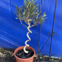 Miniature Twisted Stem Olive Tree