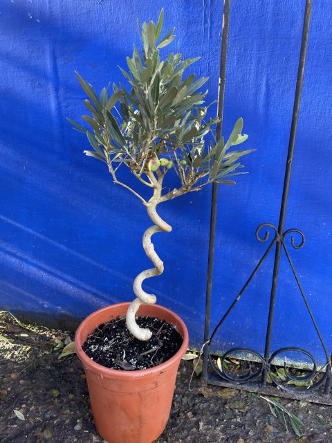 Miniature Twisted Stem Olive Tree
